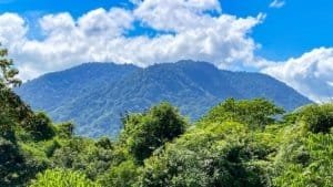 Lush green jungle with mountain backdrop and blue sky in Dominical.