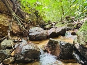 Lush jungle stream with rocks and flowing water in Dominical, Costa Rica.