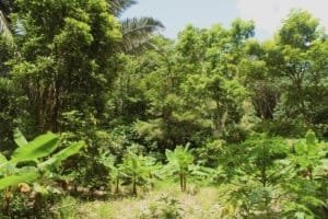Lush tropical forest with dense trees and green foliage in Dominical.