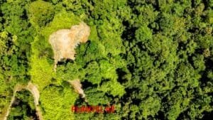 A lush green jungle plot with a large rock and dense trees in Dominical, Costa Rica.