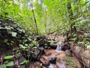 Lush tropical jungle with a small creek and rocks in Dominical, Costa Rica.