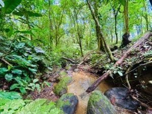 Lush tropical jungle with creek and large rocks in Dominical, Costa Rica.