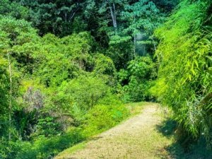 Quiet jungle plot with building platforms and mountain views in Dominical.