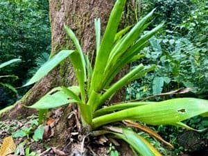 Lush green tropical plant growing at the base of a tree in Dominical rainforest.
