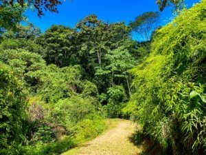 Lush green jungle trail with mountain views in Dominical, Costa Rica.