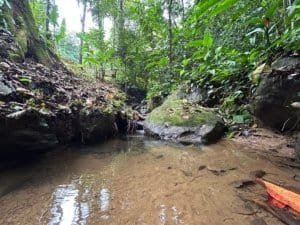 Serene jungle creek with lush greenery in Dominical, Costa Rica.