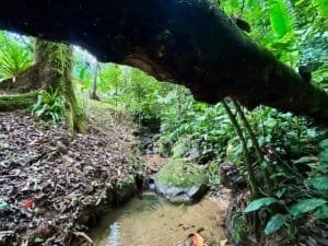 Lush tropical jungle with creek and large tree overhanging in Dominical.
