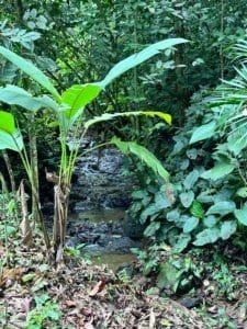 Tropical jungle with small creek and dense green foliage in Dominical.