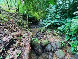 Lush tropical jungle with a small creek and dense green foliage in Dominical.