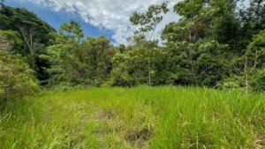 Vibrant green grass with dense forest and blue sky in Dominical, Costa Rica.