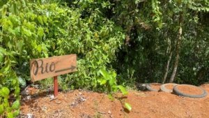 Wooden Rio sign in lush green tropical forest near Dominical.