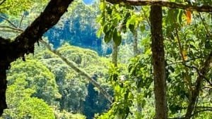 Lush green jungle with trees and mountain views in Dominical, Costa Rica.