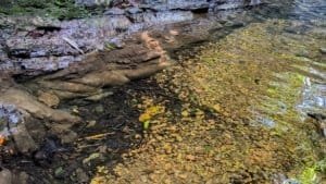 Clear river with rocks and fallen leaves in Dominical, Costa Rica.