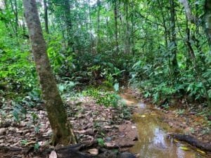 Lush green forest with a small stream in Dominical, Costa Rica.