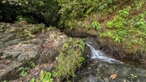 Lush green plants and a small waterfall in a tropical setting in Dominical.