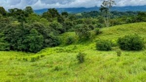 Lush green jungle with mountain views in Dominical, Costa Rica.