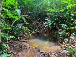 Lush tropical forest with small river and swimming holes in Dominical.