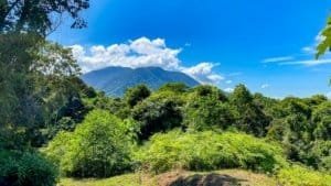 Lush green jungle with mountain in the background and blue sky.