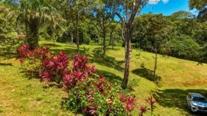 Large jungle plot with trees, colorful plants, and mountain views in Dominical.