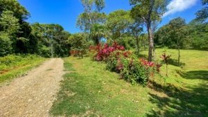 Lush jungle with trees, colorful bushes, and a dirt path in Dominical.