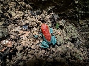 Bright red and blue poison dart frog on dark jungle soil in Costa Rica.