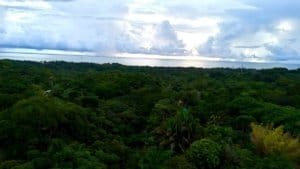 Lush tropical forest with ocean view in Dominical, Costa Rica.
