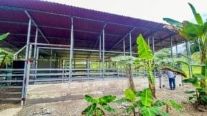 Large jungle building platform with metal roof and banana plants in Costa Rica.