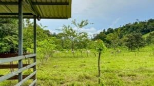 Large jungle plot with building platforms, internal drives, and mountain views in Dominical.