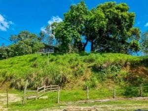 Large lush jungle plot with trees and mountain views in Dominical, Costa Rica.