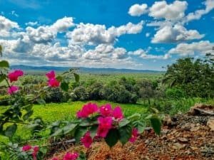 Lush jungle landscape with vibrant pink flowers and mountain views in Dominical.