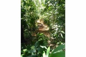 Lush green jungle trail in Costa Rica with dense foliage and sunlight filtering through.