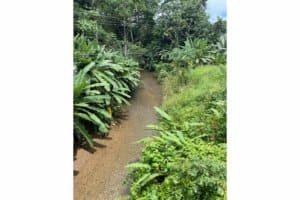 Scenic river flowing through lush tropical vegetation in Dominical, Costa Rica.