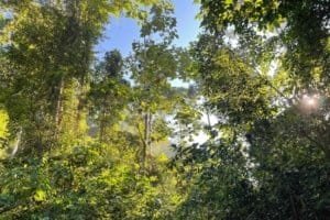 Lush tropical forest with sunlight filtering through dense canopy in Dominical, Costa Rica.