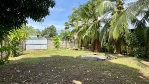 Dominical real estate lot with palm trees, open grassy area and adjacent street access.