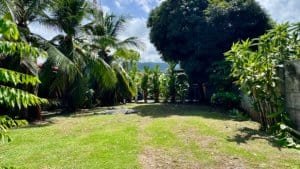 Lush Costa Rica yard with tropical trees and green lawn in Dominical.