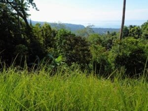 Elevated Costa Rica jungle hillside with lush grasses and distant ocean view.