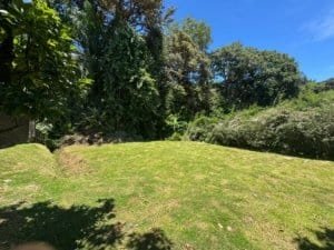 Backyard with green lawn, trees, and shrubs under a clear blue sky.