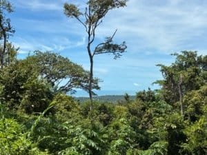 Dominical real estate: lush hillside with tall tree, dense tropical foliage and distant blue horizon.