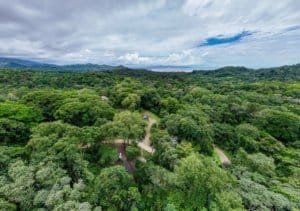 Aerial view of dense green forest with winding paths and distant ocean in Costa Rica.