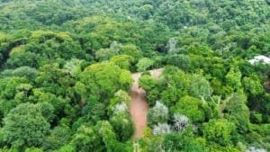 Aerial view of dense tropical forest with a dirt driveway winding through the trees.
