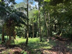 Lush Costa Rica forest with sunlit clearing and dirt path.