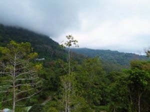 Elevated tropical forest with hills, trees, and distant ocean view under cloudy sky.