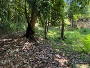 Tropical trees on a forest hillside with leafy ground cover and dappled sunlight.