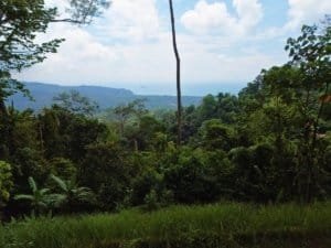 Elevated hillside with dense tropical trees and distant ocean view in Dominical region.