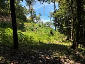 Sunlit forest hillside with green undergrowth and tall trees.