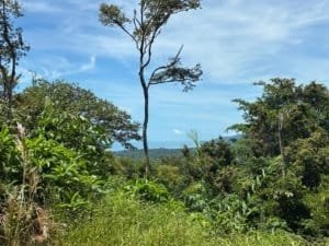 Ocean view from a tropical hillside with lush green vegetation and a clear blue sky.