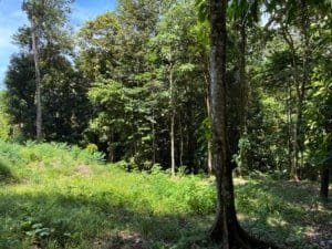 Lush tree-filled lot with green undergrowth and sunlight filtering through the forest.