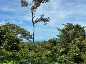 Ocean view from a lush Costa Rica hillside with tall trees and blue sky.