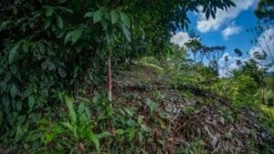 Lush tropical hillside with trees and plants in Dominical, Costa Rica.
