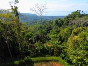 Elevated tropical forest with distant ocean horizon visible through trees.